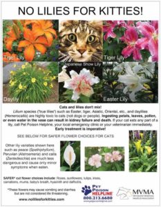 cat's and lilies